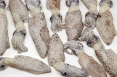  fresh squid