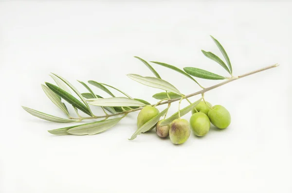 Aceitunas — Foto de Stock