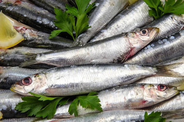 Sardine fresche — Foto Stock