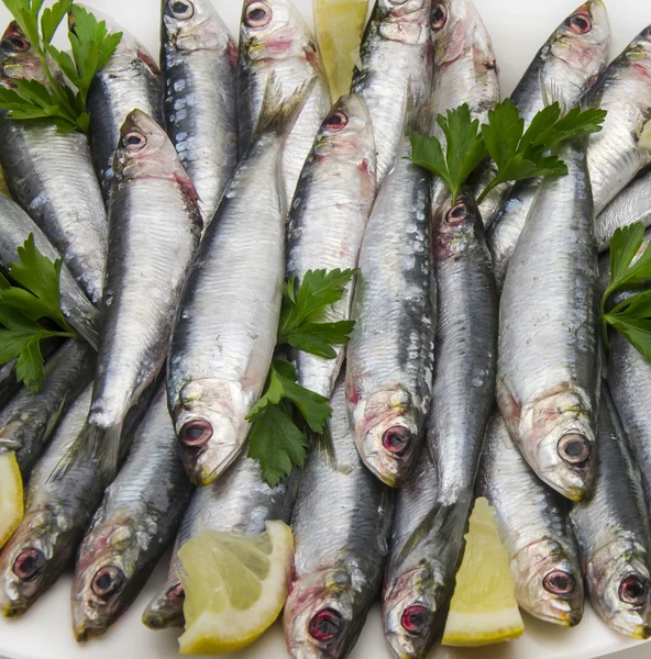 Sardine fresche — Foto Stock