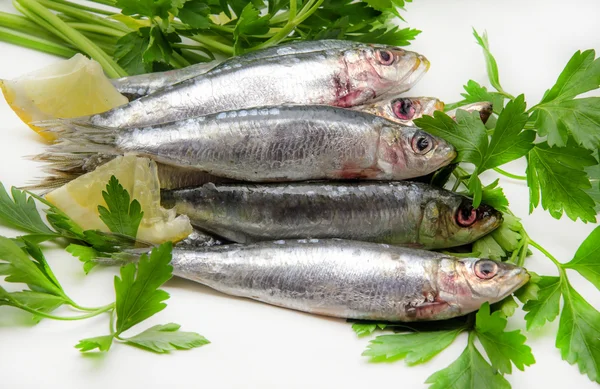 Fresh sardines — Stock Photo, Image