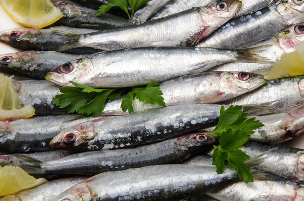 Čerstvé sardinky — Stock fotografie