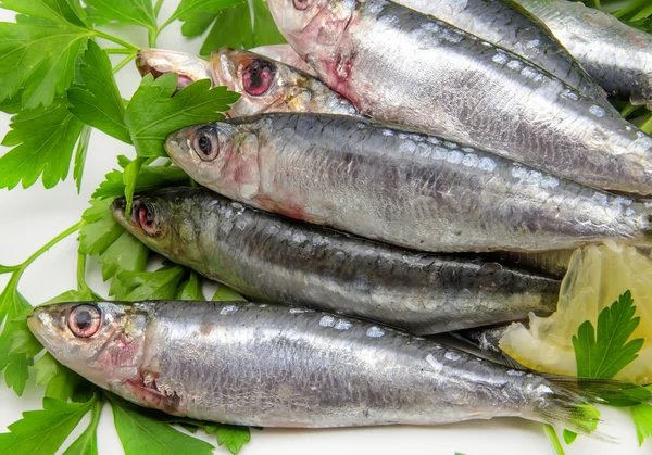 Verse sardines — Stockfoto