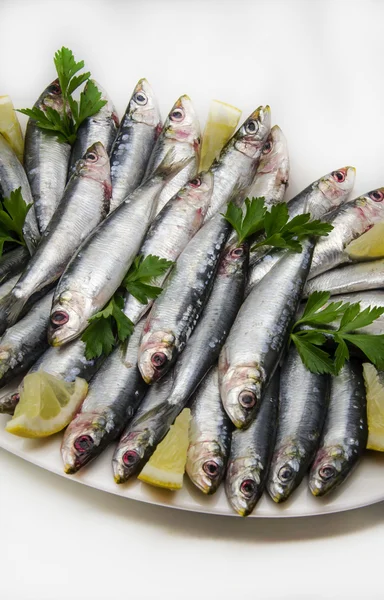 Verse sardines — Stockfoto