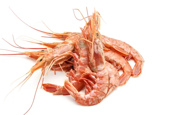 Shrimp — Stock Photo, Image