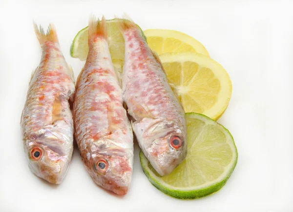 Fresh red mullet — Stock Photo, Image