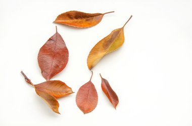 Sonbahar Yaprakları