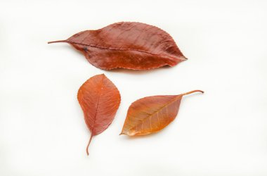 Sonbahar Yaprakları