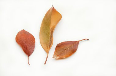 Sonbahar Yaprakları