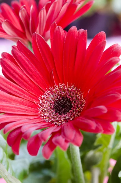 Gerbera — Stock Photo, Image