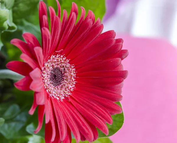 Gerbera — Foto Stock