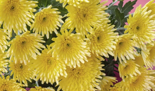 Chrysanthemums — Stock Photo, Image