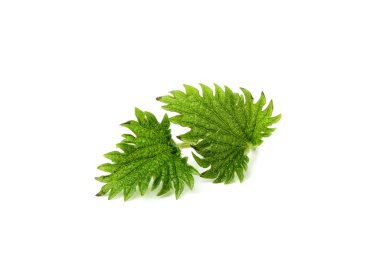 Bir ısırgan iki yaprakları.