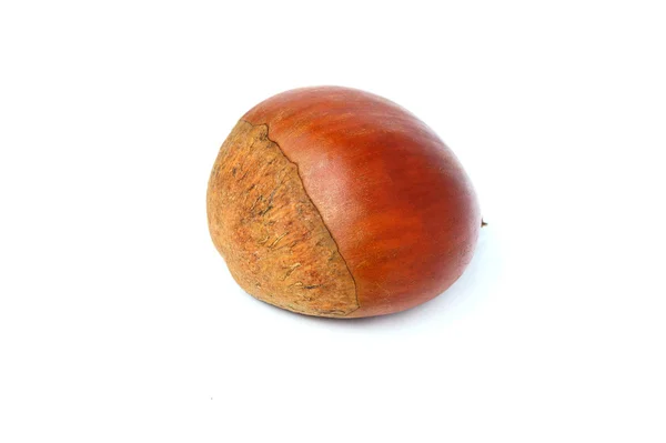 Chestnut closeup isolated. — Stock Photo, Image