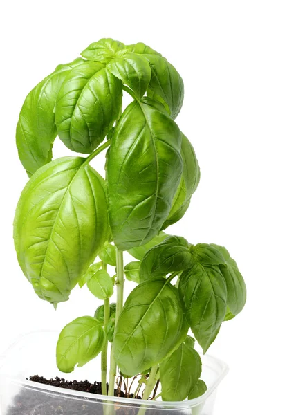 A growing branch of green Basil. — Stock Photo, Image