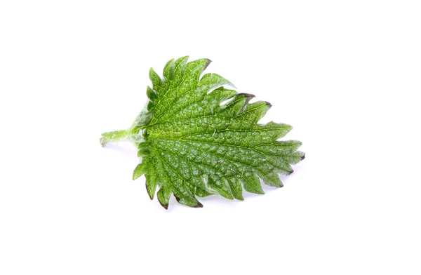 Nettle leaf is isolated. — Stock Photo, Image