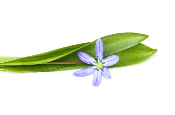 Blaues Schneeglöckchen vereinzelt, — Stockfoto