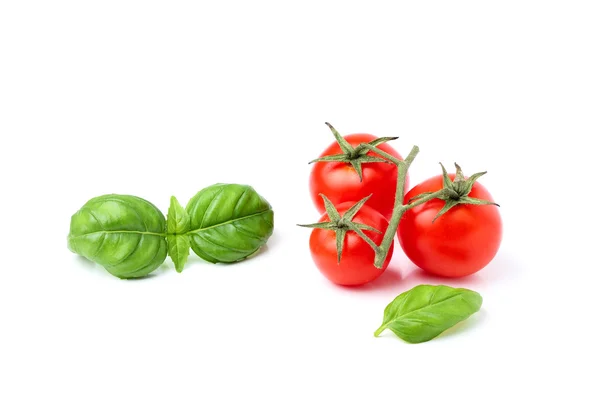 Zweig frische Tomate mit einem Zweig grünem Basilikum. — Stockfoto