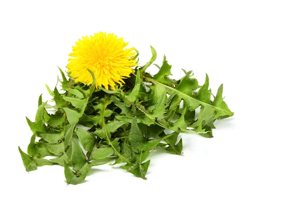 Löwenzahnblätter zusammen mit der Blume. — Stockfoto