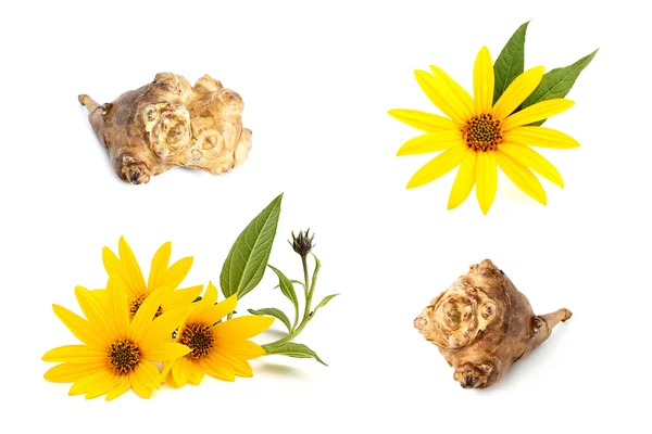 Collage Jerusalem artichoke on a white background. — Stock Photo, Image