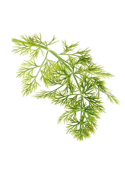 Zweig von frischem Dill aus nächster Nähe. — Stockfoto