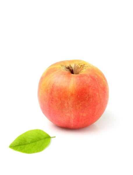 Olgun elma yaprağı. — Stok fotoğraf
