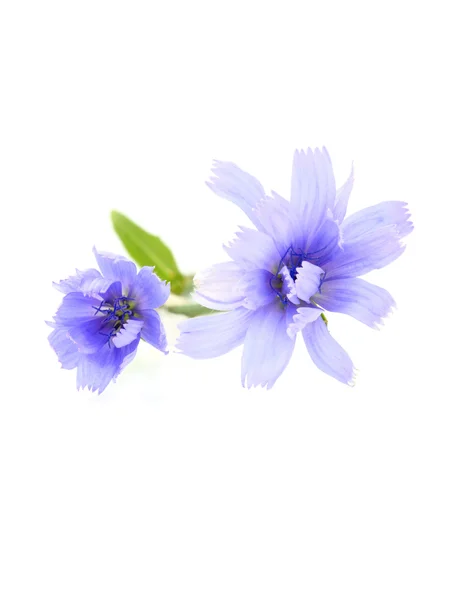 Chicory (succory) flowers isolated. — Stock Photo, Image