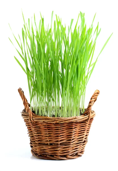 Sprouted wheat in a wicker basket. — Stock Photo, Image