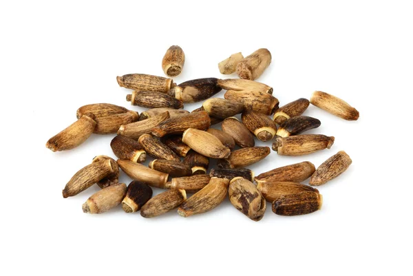 İzole bir Milk Thistle tohumları.