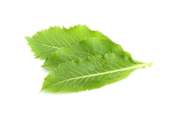 Fresh horseradish leaves isolated. — Stock Photo, Image