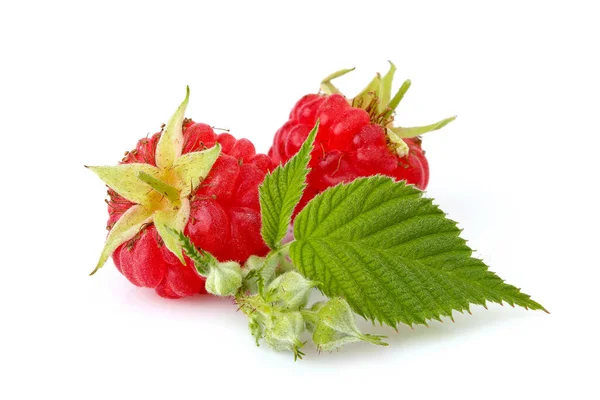 Raspberry Leaves Isolated White Background — Stock Photo, Image