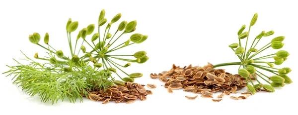 Fresh Fennel Dill Seeds Isolated White Background — Stock Photo, Image