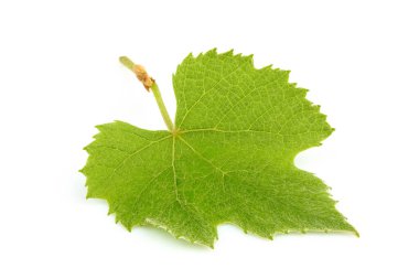 Taze üzüm yaprağı beyaz arkaplanda izole edilmiş.