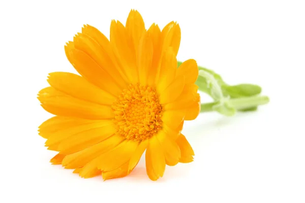 Calendula Flower Isolated Close White Background — Stock Photo, Image