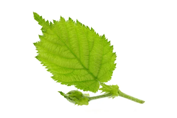 Fresh Isolated Hazelnut Leaf White Background — Stock Photo, Image