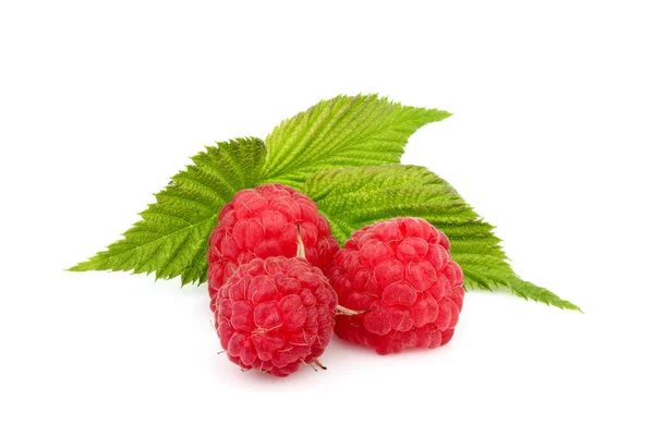 Raspberry Leaf Isolated White Background Natural Fresh Berries — Stock Photo, Image