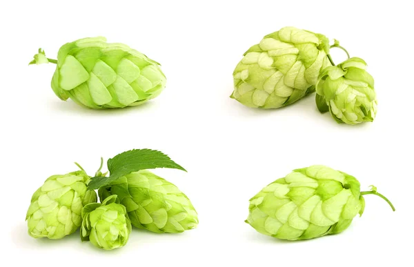 The collage fresh green hop. — Stock Photo, Image