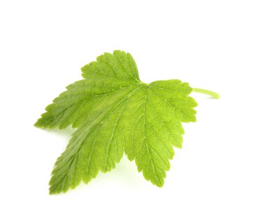 Frenk üzümü yaprağı portre.