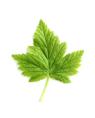 Dikey blackcurrant yaprak.