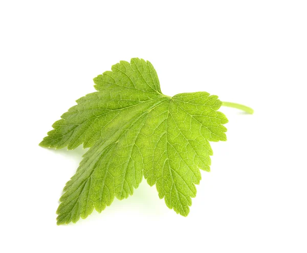 The currant leaf closeup. — Stock Photo, Image