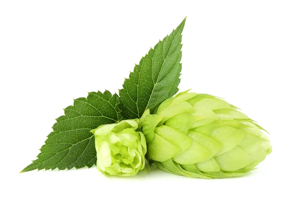 The flower with the leaf hops. — Stock Photo, Image