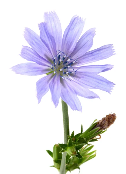 The chicory flower. — Stock Photo, Image