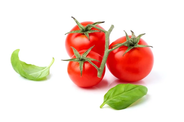 Fresh tomatoes with Basil leaves. — Stock Photo, Image