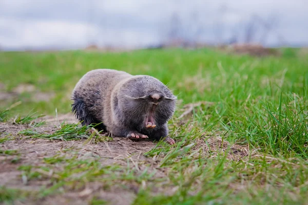 Açık ağızlı esneme köstebek