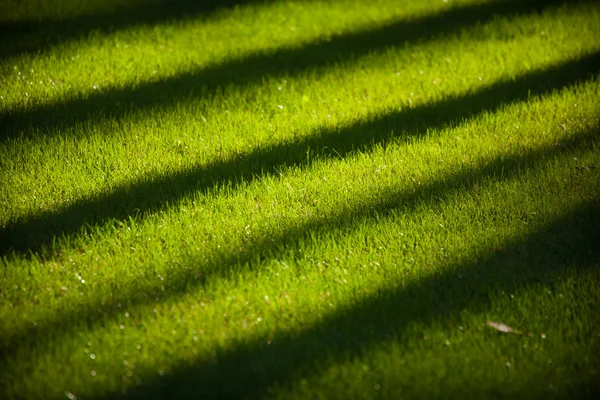 Ağaçların uzun çapraz gölgeler ile gür yeşil çimen