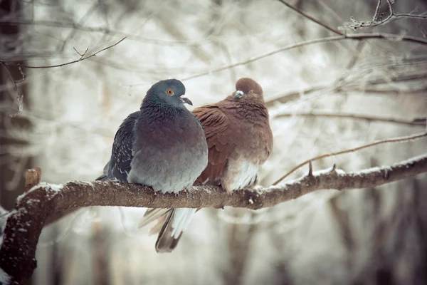 Dva holubi na větev stromu v zimě — Stock fotografie