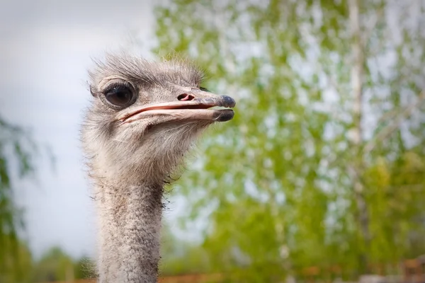 Struisvogel hoofd close-up — Stockfoto
