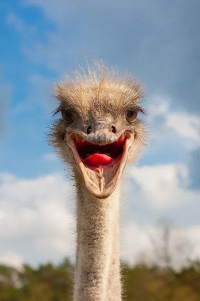 Ostrich head closeup — Stock Photo, Image