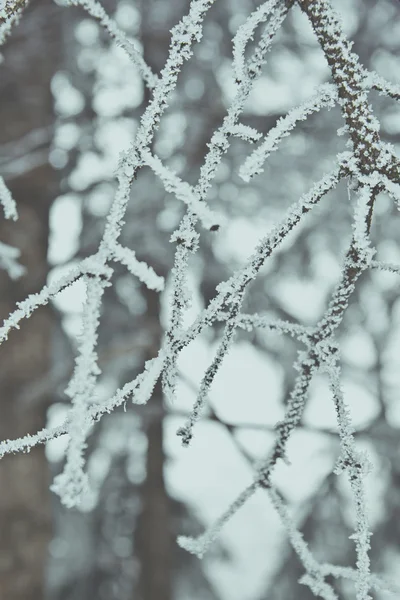 Hoarfrost closeup kış ağaç dalı