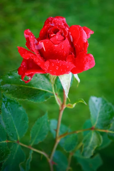 Rosa roja con gotas de rocío sobre un fondo verde — Foto de Stock